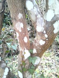 植木の幹のカビ 病気 汚れについて教えてください 自宅の庭の木の幹に写 Yahoo 知恵袋