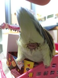 至急です！！現在6歳のコザクラインコが卵産みそうです！これは卵詰まり... - Yahoo!知恵袋