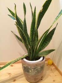 観葉植物の温度 湿度管理室内 屋外共に観葉植物を育てていますが 植物に Yahoo 知恵袋