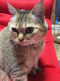 猫目やに嫌がる 猫が結膜炎ぽくなってきました 以前結膜炎にな Yahoo 知恵袋
