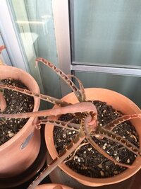 これはキダチアロエですか アロエベラを育てている方 または見分け方をご存 Yahoo 知恵袋