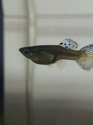 グッピー オス グッピーがメスだけしか生まれない場合の4つの原因と対処法