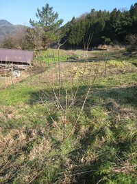 南高梅を定植し２回目の冬です 食用にする予定で初めての剪定をします すり鉢状と Yahoo 知恵袋