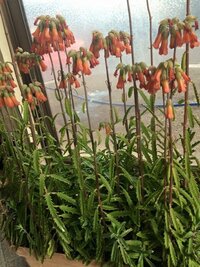 この花の名前を教えて下さい 沖縄の花という情報しかありません この花 Yahoo 知恵袋