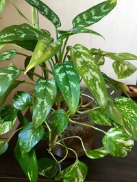 観葉植物が 根腐れ してるのでしょうか 色々調べてみたのですが どう Yahoo 知恵袋