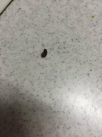 ゴキブリの赤ちゃんのようなダンゴムシのような虫がキッチンにいました ゴキブリの Yahoo 知恵袋