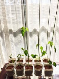 白花豆の栽培について。 正月の料理用の白花豆と黒豆を試しに埋めて毎日水をあげていたら、芽が出てきたのでこのまま室内で栽培しようと考えていたのですが、白花豆がツルを巻くタイプだったようでもうすぐ90cmの支柱を越えてしまいそうです…！

栽培に詳しい方、白花豆を栽培したことのある方がおりましたら大体どのくらいまで成長するのか教えていただきたいです。