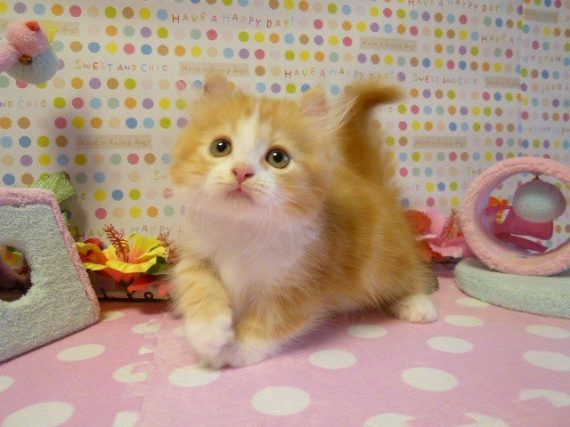 皆さん、種類「キンカロー」という猫をご存知でしょうか！？
この猫ですが、飼いやすさはどうですか？ 