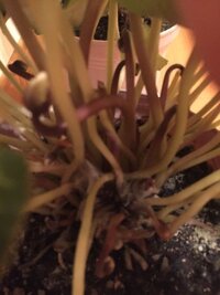 シクラメンの茎にカビが生えてきました どうすれば良いでしょう Yahoo 知恵袋