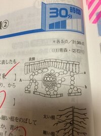 理科の自由研究について質問 維管束が分かりやすい野菜はありますか 理 Yahoo 知恵袋