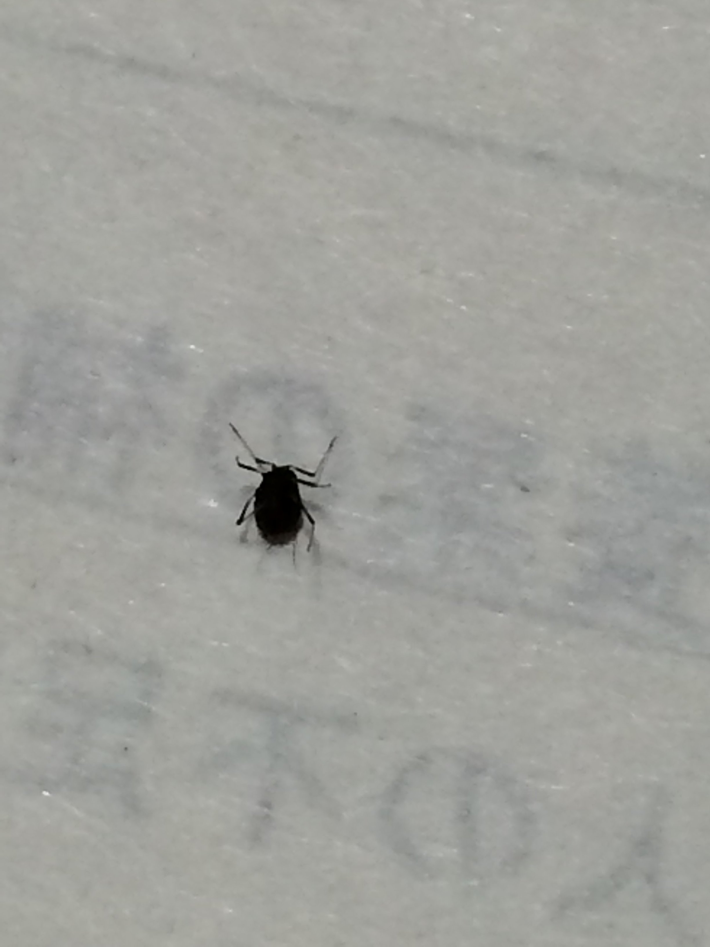 家の中に虫がでます。畳、廊下など、小さい黒い虫で沢山います。潰すと 