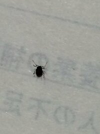 黒いゴマぐらいの虫が４匹でました ゴキブリみたいでゴキブリじ Yahoo 知恵袋