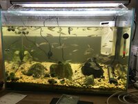 60センチ水槽で淡水魚を飼育しています オイカワ バラタナゴ メダカ ジュズカ Yahoo 知恵袋