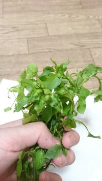 セキセイインコにハコベを採ってきたのですが 茎が紫のハコベはセキセイ Yahoo 知恵袋