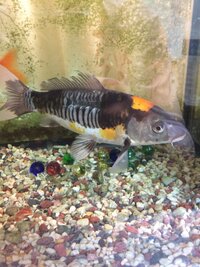 真鯉と錦鯉の交雑について 川を見ると 放流されて野生化した真鯉や Yahoo 知恵袋