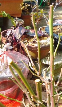 昨日 バラの剪定をしましたが 庭植え 鉢植えすべてのバラの切り口から樹液がどん Yahoo 知恵袋