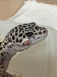 犬の傷口にゲンタシンという軟膏を塗ってもいいのでしょうか 問題 Yahoo 知恵袋