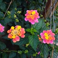 この花の名前は何ですか 花びら一枚一枚の色が違う 変わった花で Yahoo 知恵袋