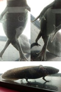 ウーパールーパーの耳の付け根が黒くなってきてしまいました １ Yahoo 知恵袋