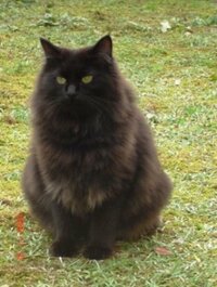 この黒猫って長毛はなんの種類が混ざっていると思いますか すごく立派なフ Yahoo 知恵袋