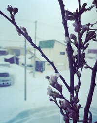 お礼100枚 桜の枝を花瓶で育てて 花は咲くのでしょうか 2月 Yahoo 知恵袋