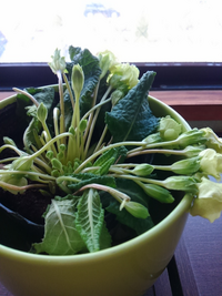 花を買って植木鉢に植え替えたら翌日に葉も花もしおれてしまいました Yahoo 知恵袋