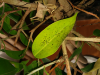 ベンジャミンの葉が黒くなります 手で擦れば取れるのですがこれは何ですか Yahoo 知恵袋