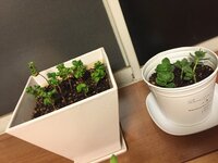 観葉植物に詳しい方 質問させてください カランコエ ベンジャミンバロ Yahoo 知恵袋