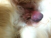 去勢手術後の袋の腫れ 実家の大型犬が昨日去勢手術をうけ Yahoo 知恵袋
