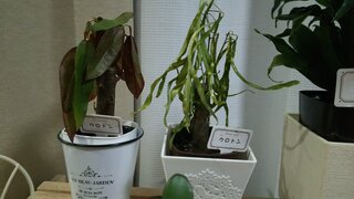 観葉植物のクロトンが下をむいてしまいました これは枯れてしまったのでしょうか Yahoo 知恵袋