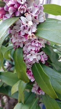 沈丁花の花が咲きましたが今年は花が幾重に連ねて咲いています 画像 花が咲き終わ Yahoo 知恵袋