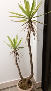 どなたかこの木の名前を教えて頂けないでしょうか ドラセナのコンシンネや ユッカ Yahoo 知恵袋