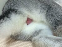 メス兎 未避妊 の肛門が赤く腫れています 今月で生後8カ月のメス兎を飼っ Yahoo 知恵袋