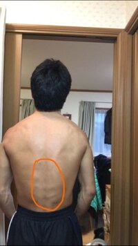 丸で囲った部分のボコボコしている筋肉の名前は何ですか 脊柱起立筋です広背 Yahoo 知恵袋