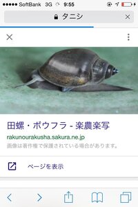 タニシの種類についてこのタニシは何ていう種類のタニシですか 知らぬ間 Yahoo 知恵袋