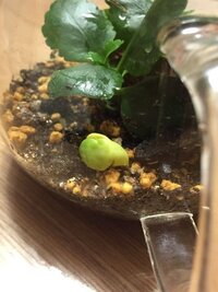 植物の種なんですが黒い丸い白丸の中にﾊｰﾄ模様があるやつ知ってる人教えてくだ Yahoo 知恵袋