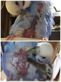 セキセイインコ 卵づまり処置後元気がない 昨日発情期のセキセイ Yahoo 知恵袋