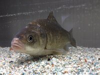 この魚が 鯉が鮒かわかりません 教えてください また 見分け方などございました Yahoo 知恵袋