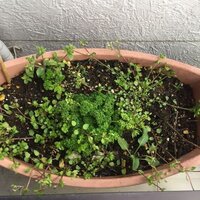 パセリって一年草ですか 私の育てているパセリはもう５年近くたってい Yahoo 知恵袋