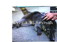 この動物は何ですか 画像検索してもカワウソとかカピバラで引っかかって Yahoo 知恵袋