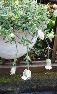 植木鉢から垂れ下がる白い花のこの植物は何でしょうか シレネ ユ Yahoo 知恵袋
