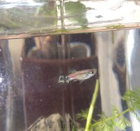この魚の種類を教えてください メダカの稚魚と思い 知人からもらったのですが 成 Yahoo 知恵袋