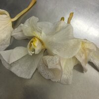 胡蝶蘭の花が次々しおれていきます ２週間前にいただいた鉢植えの見事な胡蝶蘭だ Yahoo 知恵袋