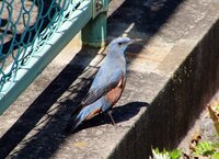 この鳥は何でしょうか 最近堺市内でちょくちょく見かける鳥です 体型はヒヨ Yahoo 知恵袋