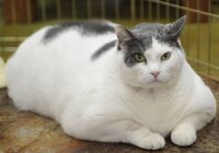 猫ちゃんは太ってる方が可愛い これはすごいですね 歩けるんでし Yahoo 知恵袋