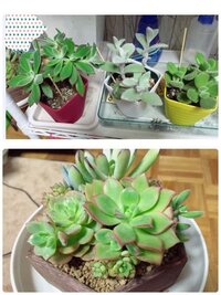 多肉植物の植え替えについて質問です もらって3ヶ月で鉢にパンパ Yahoo 知恵袋