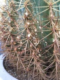 サボテンの表面に茶色 傷 かび が付いてしまいました これは何が原因でこうなっ Yahoo 知恵袋