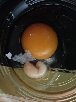 卵を割ったらこんなのがついてたのですが 何ですか 鶏の卵です 卵黄が形成さ Yahoo 知恵袋