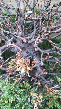 五葉松の盆栽の部分枯れについて質問させて頂きます 初心者です 写真のように部分 Yahoo 知恵袋