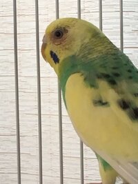 セキセイ インコ 目 の 周り 赤い